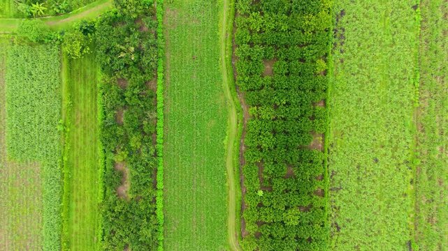 Directly overhead aerial view showcasing the geometric pattern of diverse green agricultural plots and organized farmlands, with various crops and dividing lines. sugarcane, cornfield, pomelo plant.