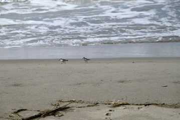 Sandpiper birds straying at mediterranean beach. Calidris birds running at italian beach. Torre del lago, tuscany, italy.