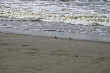 Sandpiper birds straying at mediterranean beach. Calidris birds running at italian beach. Torre del lago, tuscany, italy.