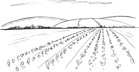 Rural landscape with cultivated fields and rolling hills © Mehedy