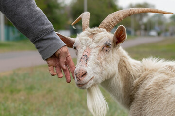 The owner leads his old goat to graze.The goat trustingly presses its head to the man's hand.