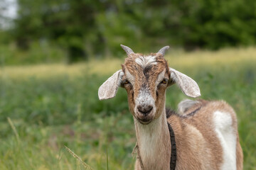 Portrait of a Young Goat with Big Ears.Funny red goat grazing in a meadow.