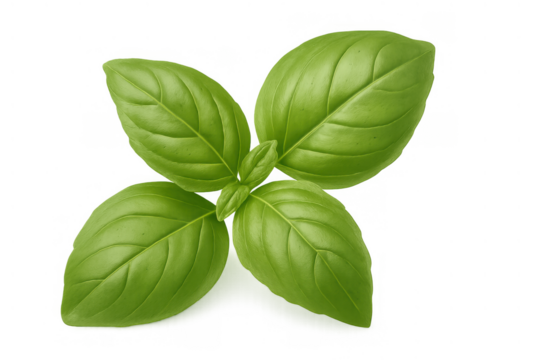 Fresh basil herb bunch with vibrant green leaves, essential ingredient for cooking and healthy eating on transparent background