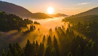 Aerial view of a sunlit forest valley with rising mist at sunrise