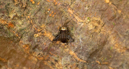 Tiny Crickets Nymph Camouflaged on Textured Tree Bark