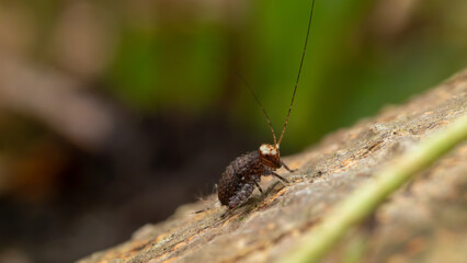 Small Brown Insect with Long Antennae on Tree Bark in Macro View