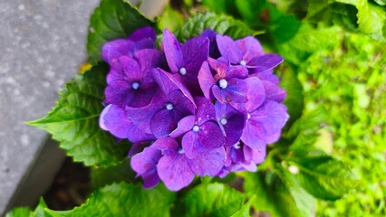 close up of hydrangea flowers,hortensia or pancawarna, which are pinkish purple
