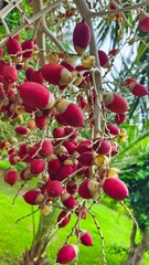 close up of red palm fruit on the tree