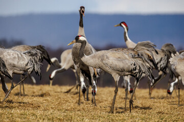 Naklejka premium Kraniche (Grus grus)