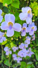 Thunbergia grandiflora or Bengal clockvine, Bengal trumpet, blue skyflower, blue thunbergia, blue trumpetvine, clockvine, skyflower and skyvine 