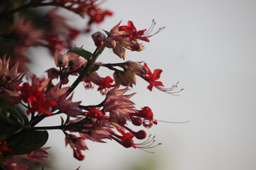 The betel leaf plant ( Red Clerodendrum thomsoniae) is a type of climbing ornamental plant belonging to the Lamiaceae family (formerly included in Verbenaceae) originating from tropical West Africa.