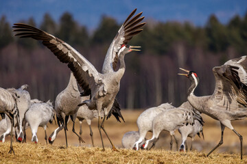 Naklejka premium Kraniche (Grus grus)