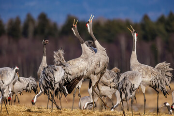 Obraz premium Kraniche (Grus grus)