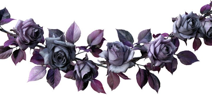 A curved garland of purple and gray roses with leaves arranged against a black background - Powered by Adobe