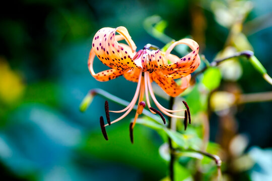 A bright orange tiger lily is a flower with black spots on the petals.