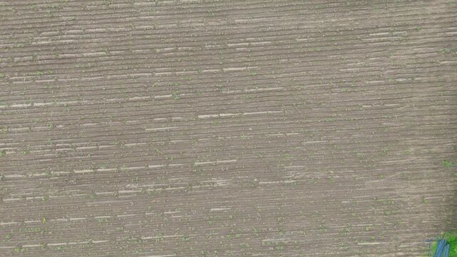 Directly overhead aerial view showcasing the geometric pattern of diverse green agricultural plots and organized farmlands, with various crops and dividing lines. sugarcane, cornfield, pomelo plant.