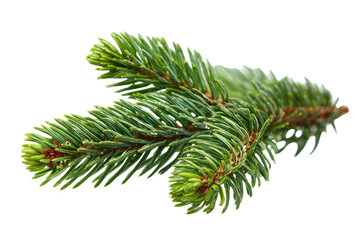 Close-up of a vibrant green conifer branch, isolated on a transparent background