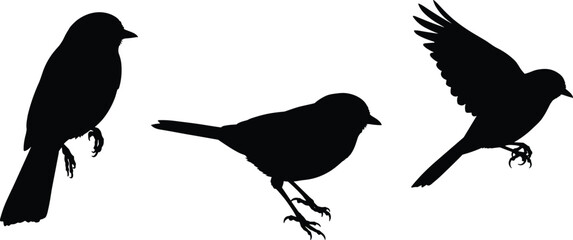 Black bird silhouettes in different poses, perched and flying, isolated vector illustration showing realistic wildlife shapes for design and art