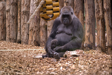 Lowland gorilla mother and her baby resting at the zoo