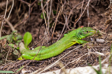 Westliche Smaragdeidechse (Lacerta bilineata)