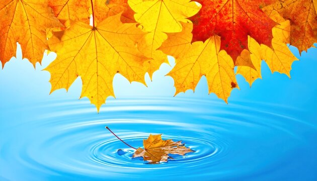 Autumn leaves above water, one leaf floating in the ripples