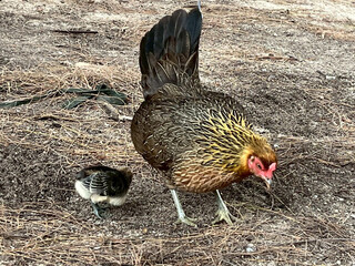 hen with chicks