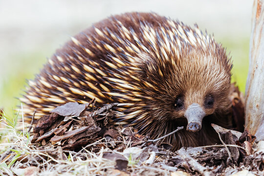 A tame echidna walks and looks for food in Guerilla bay near Mogo in New South Wales, Australia