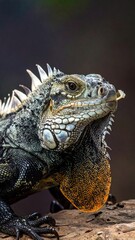 Obraz premium Close-up of a spiky-backed iguana with mottled blue and orange skin, resting on weathered wood