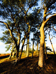 A view over the suburbs of the city of Birmingham Worcestershire West Midlands England UK
