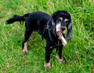 Cute dog a piece of bough in the mouth