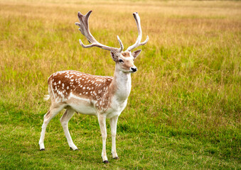 Young deer at the grass field