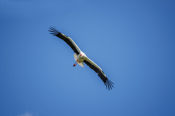 Cigogne blanche au nid ou en approche