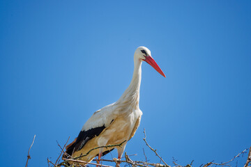 Cigogne blanche au nid ou en approche