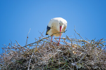 Cigogne blanche au nid ou en approche