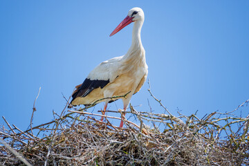 Cigogne blanche au nid ou en approche
