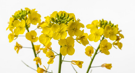 Stock photo of bright yellow rapeseed flowers blooming on white background