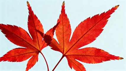 Red maple leaves against light blue sky