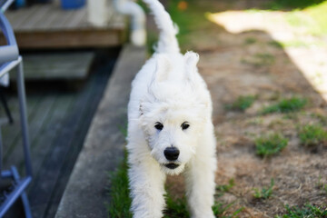 Playful labradoodle puppy running outdoors