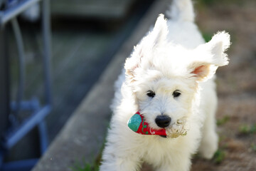 Playful labradoodle puppy running outdoors