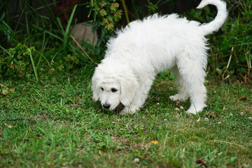 Curious white labradoodle puppy exploring the grass