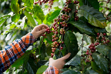 Farmer concept harvest hand ripe coffee seed robusta arabica berry close up fresh green leaf bean picking orange crop red yellow berries raw plant tree farm growth blur background eco organic garden