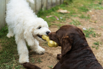 Labradoodle puppy and Labrador retriever playing with toy outdoors