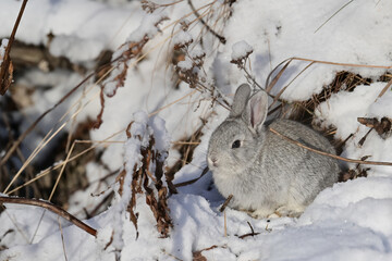 A tiny feral baby rabbit in a snowy Alaska field.