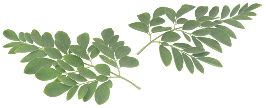 Moringa leaves