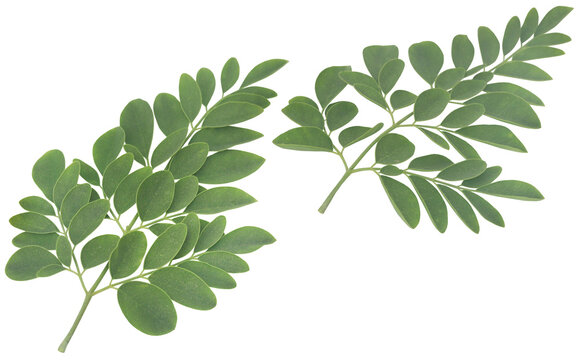 Moringa leaves