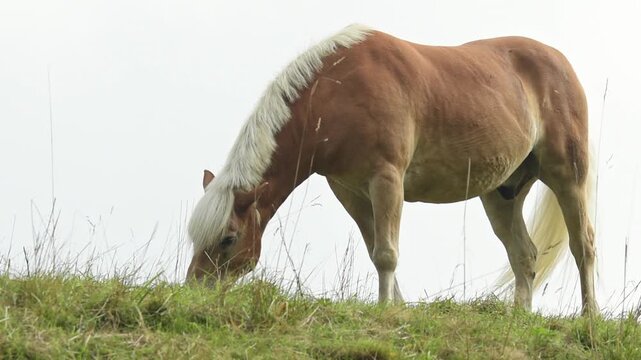 Side view of brown Haflinger horse standing on a hill and grazing in a meadow on a pasture in the rural countryside in Germany, Europe