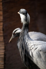 Close up of a crowned crane