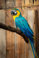 Blue and yellow macaw ara