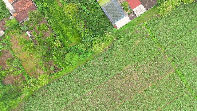 Directly overhead aerial view showcasing the geometric pattern of diverse green agricultural plots and organized farmlands, with various crops and dividing lines. sugarcane, cornfield, pomelo plant.