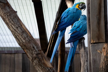 Blue and yellow macaw ara